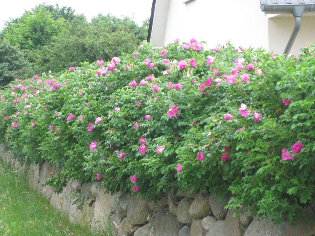 Urlaubsglueck Familien- & Hunde-Paradies Rankwitz 部屋 写真