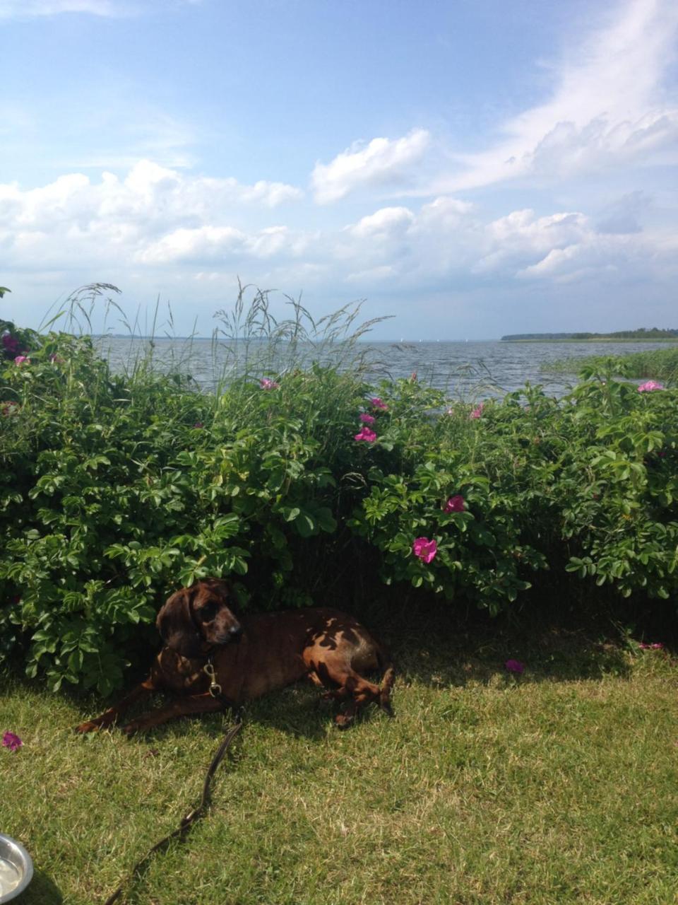 Urlaubsglueck Familien- & Hunde-Paradies Rankwitz エクステリア 写真
